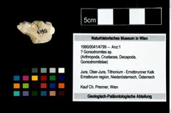 Foto (Objekt + Etikett) von ? Goniodromites sp.  (NHMW-GEO-1990-0041-4799)